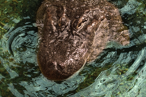 aligator-crocodilo-fotos-animais-selvagens-003-Mundo-Animal