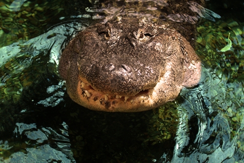aligator-crocodilo-fotos-animais-selvagens-004-Mundo-Animal