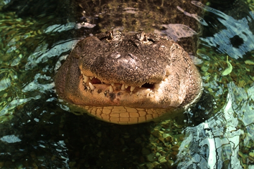aligator-crocodilo-fotos-animais-selvagens-005-Mundo-Animal