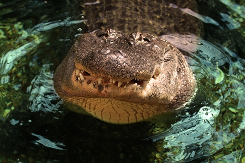 aligator-crocodilo-fotos-animais-selvagens-006-Mundo-Animal