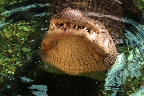 aligator-crocodilo-fotos-animais-selvagens-007-Mundo-Animal