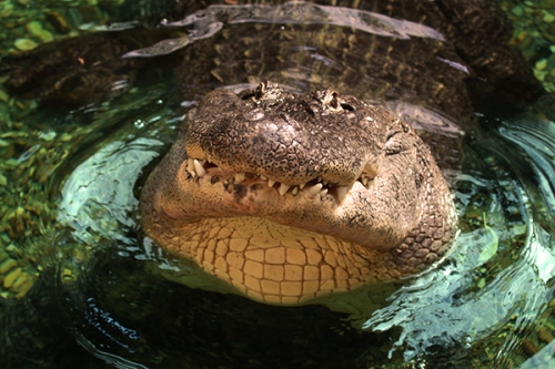 aligator-crocodilo-fotos-animais-selvagens-008-Mundo-Animal