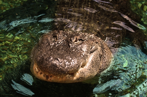 aligator-crocodilo-fotos-animais-selvagens-009-Mundo-Animal