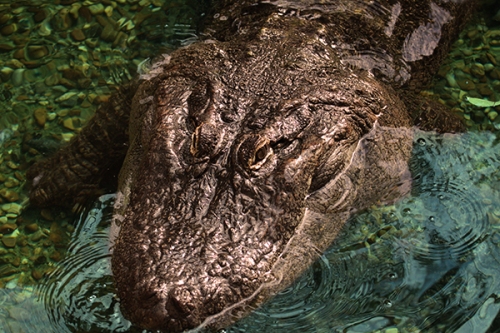 aligator-crocodilo-fotos-animais-selvagens-010-Mundo-Animal