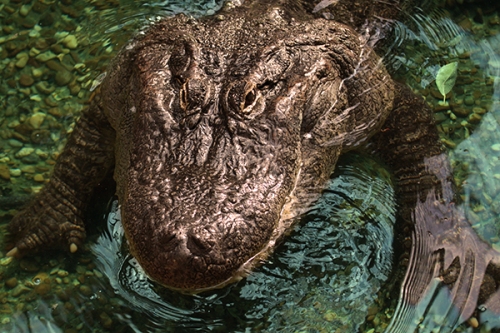 aligator-crocodilo-fotos-animais-selvagens-011-Mundo-Animal