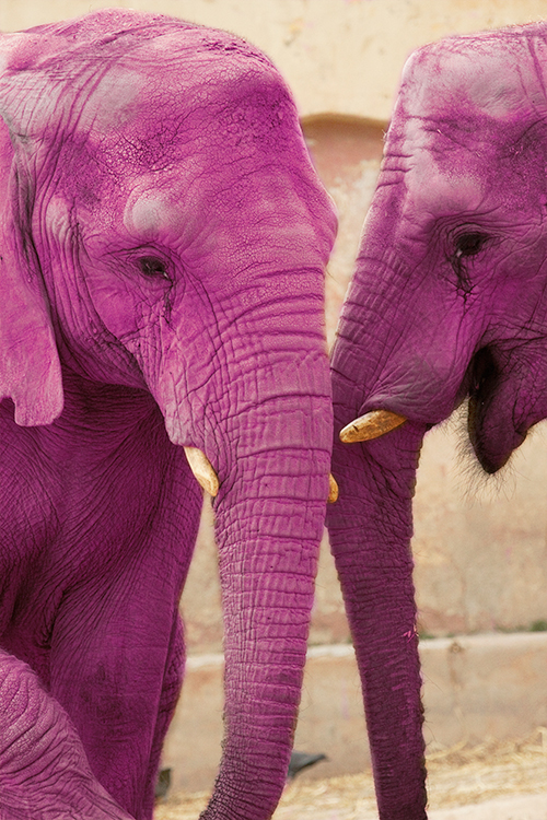 elefantes-cor-de-rosa-africa-2