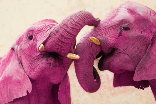 elefantes-cor-de-rosa-africa 1