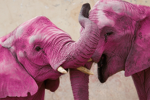 elefantes-cor-de-rosa-africa2emeio