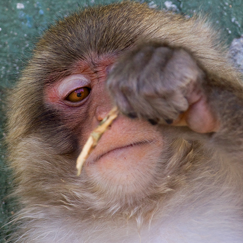 macaco-do-japao | foto mundo animal selvagem 1254