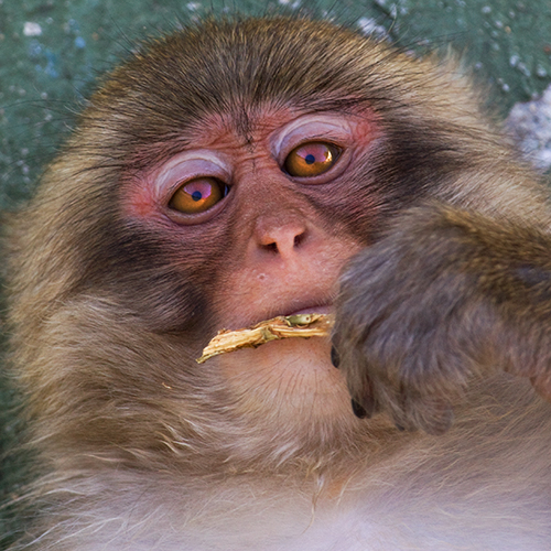macaco-do-japao | foto mundo animal selvagem 2331