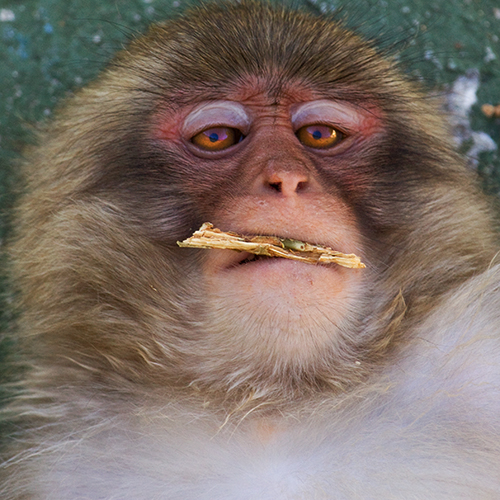 macaco-do-japao foto mundo animal selvagem 3997