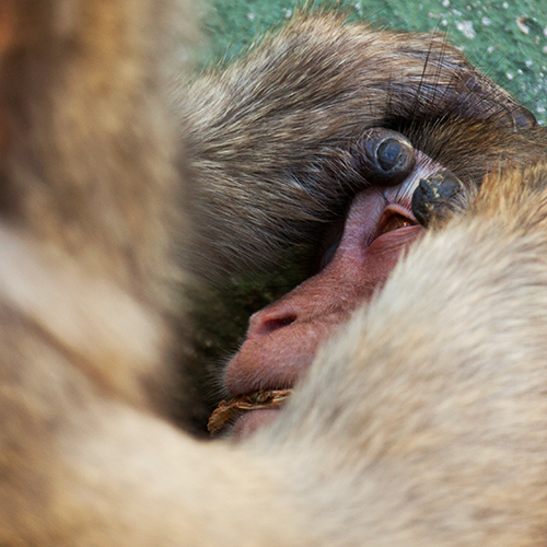 macaco-do-japao foto mundo animal selvagem 4000