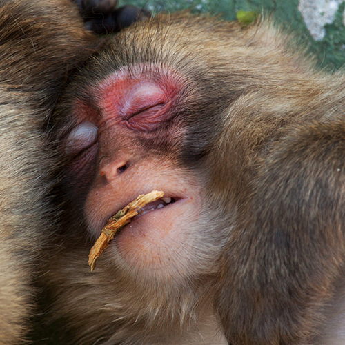 macaco-do-japao foto mundo animal selvagem 8888