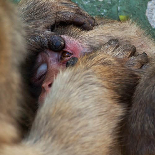 macaco-do-japao foto mundo animal selvagem 9345