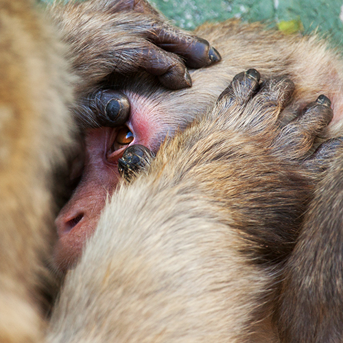 macaco-do-japao foto mundo animal selvagem 9444