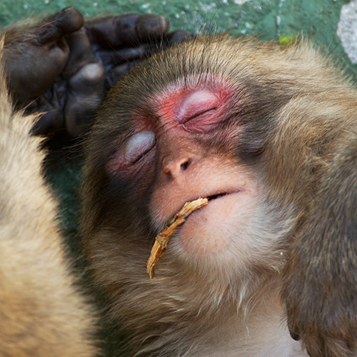 macaco-do-japao foto mundo animal selvagem 9555
